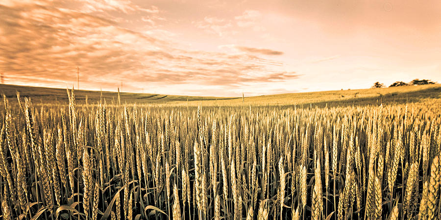 Sunset Photograph - The Fields by Dana Walton