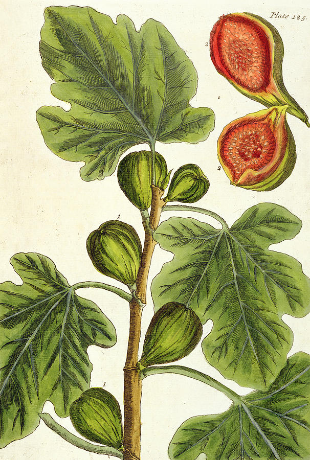 Elizabeth Blackwell Painting - The Fig Tree by Elizabeth Blackwell