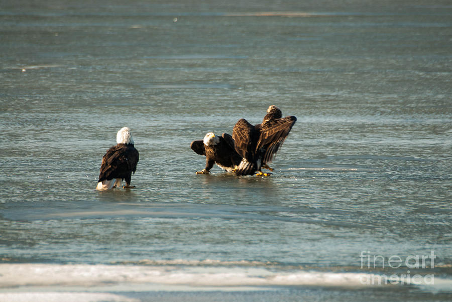 Bald Eagle Photograph - The Fight is on  by Robert Smice