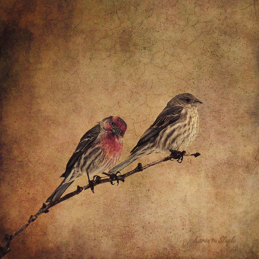 Bird Photograph - The Finches by Karen Slagle