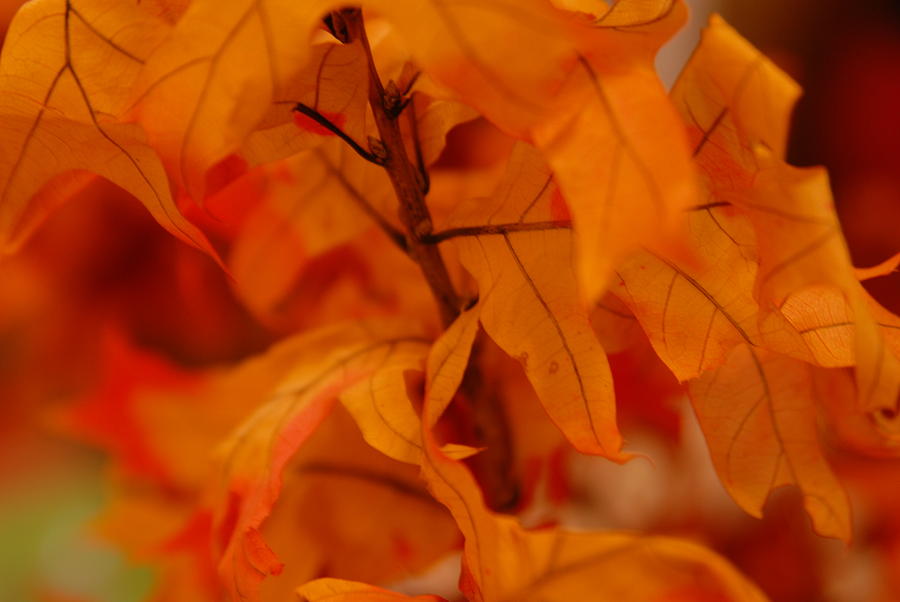 Fall Photograph - The Fire Within by Michael Glenn   