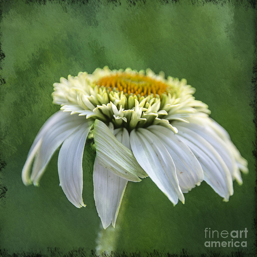 The First Coneflower Photograph by Terry Rowe