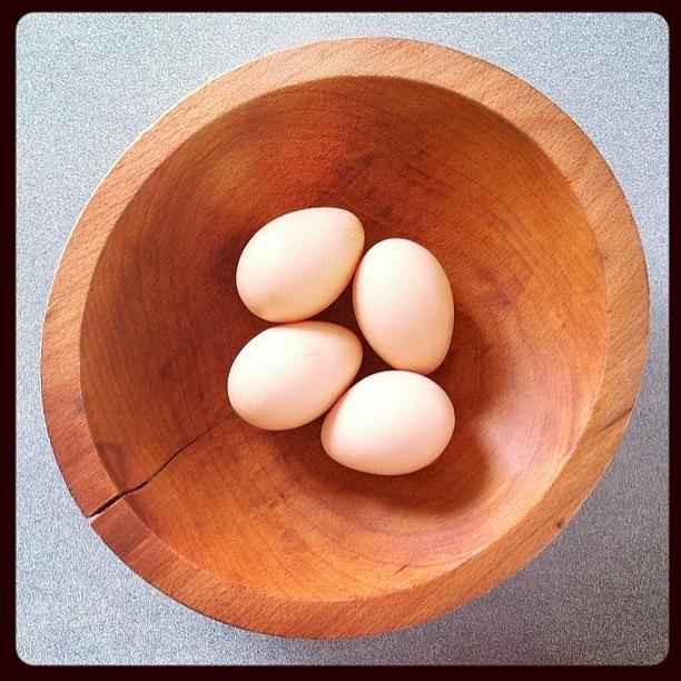 The First Eggs Our Girls Have Laid In Photograph by Julie Van der Wekken