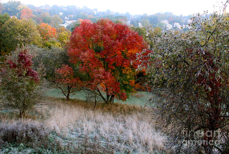 Fall Photograph - The First Frost by Jay Nodianos