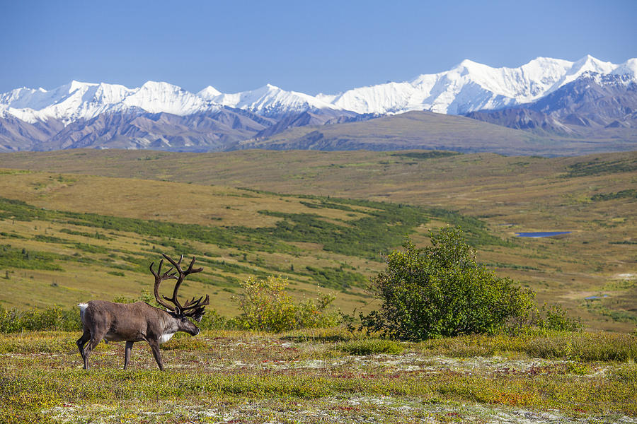 Denali National Park Photograph - The First Hints of Autumn by Tim Grams