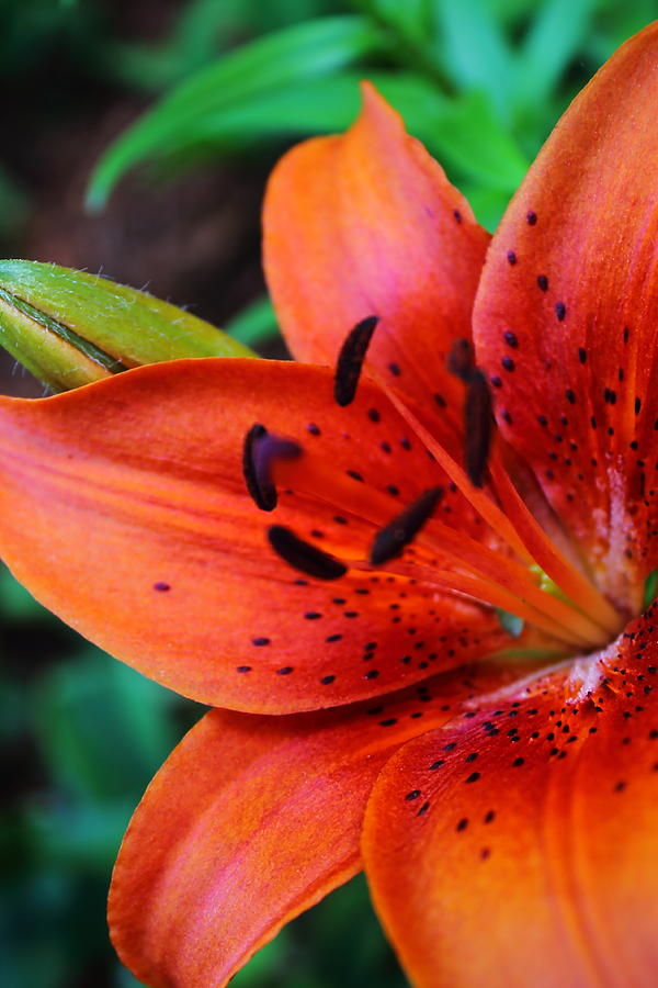 The First Lily Photograph by Jeff Heimlich