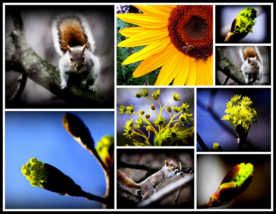 The First Stirrings Of Spring Collage Photograph by Aurelio Zucco