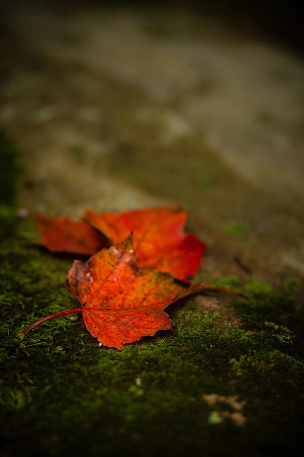 The First Whispers Of Fall Photograph by Shane Holsclaw