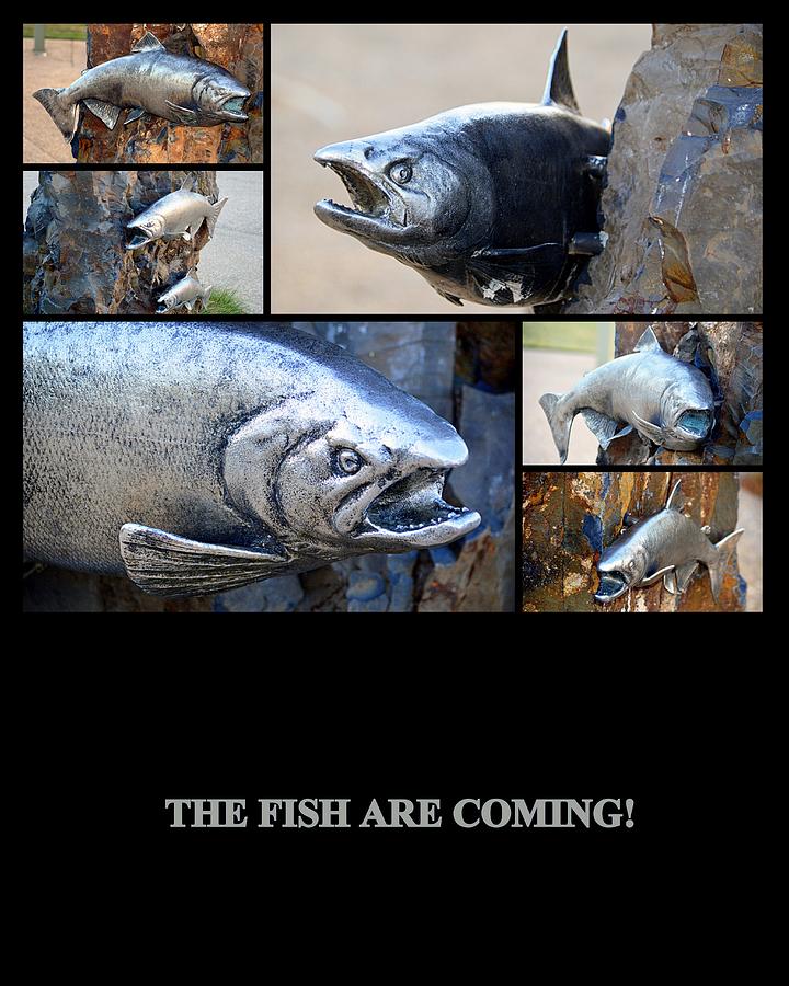 Wildlife Photograph - The Fish Are Coming by AJ  Schibig
