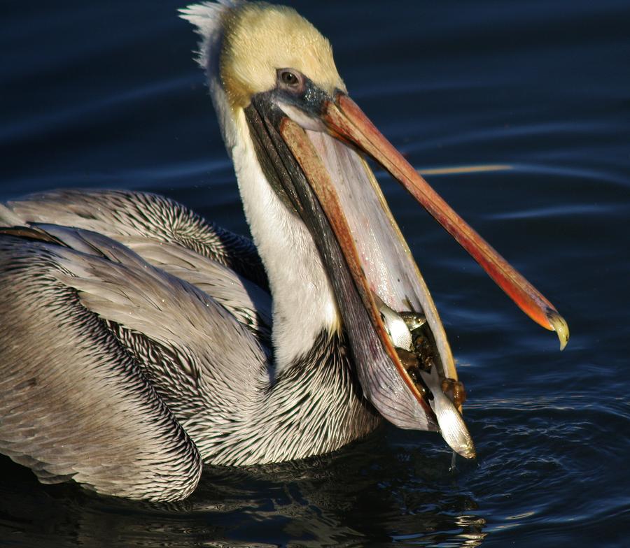 The Fish Got Away Photograph by Paulette Thomas - Fine Art America