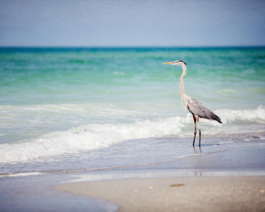 Heron Photograph - The Fishing Heron on the Beach at Longboat Key Florida by Lisa R