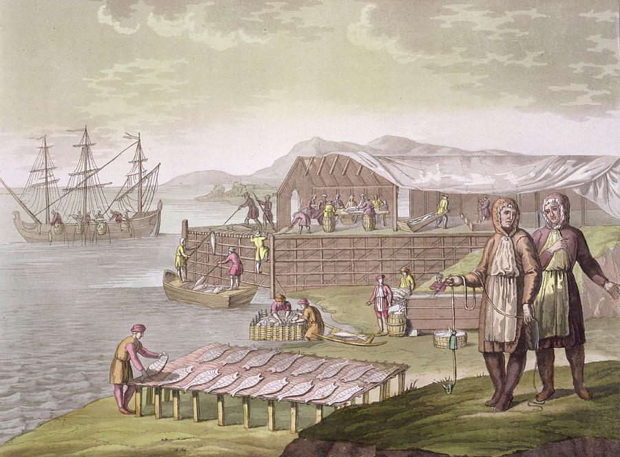 Giulio Drawing - The Fishing Industry In Newfoundland by G Bramati Giulio Drawing - The Fishing Industry In Newfoundland by G Bramati