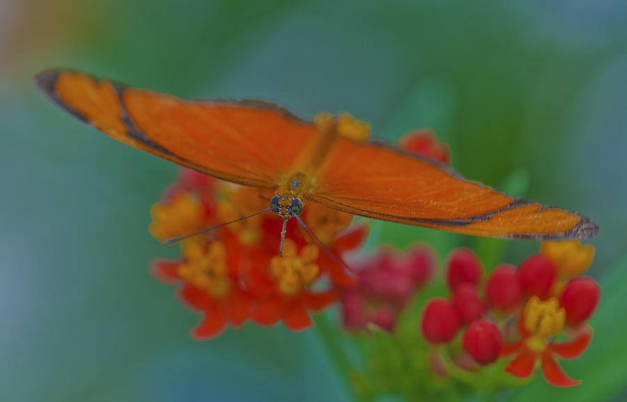 The Flame Butterfly Photograph by Maj Seda