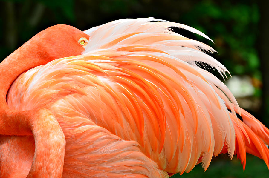 Flamingo Photograph - The Flamingo by Ally  White