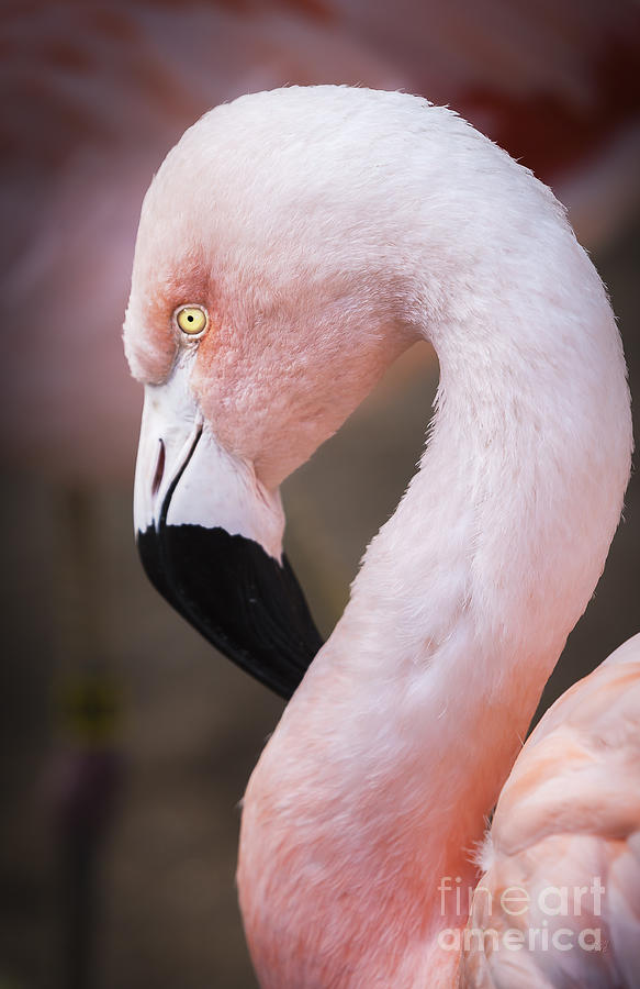 Pink Flamingo Art Photograph by David Millenheft