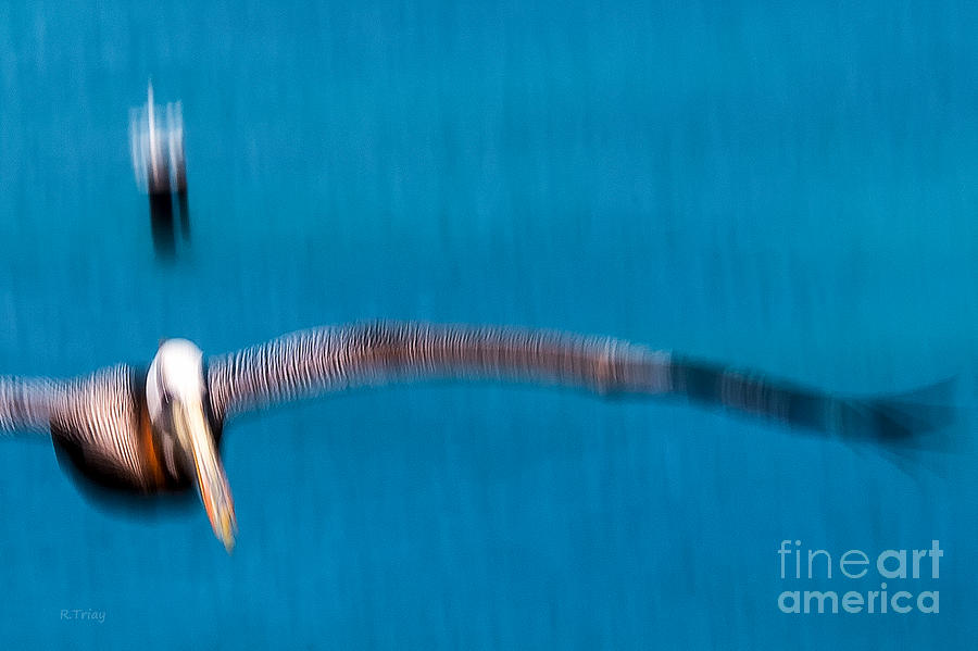 The Flapping Wing Span of the Pelican Photograph by Rene Triay FineArt Photos