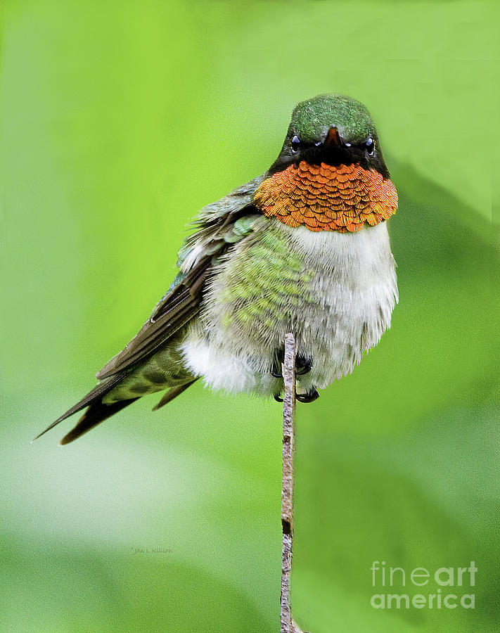 Hummingbird Photograph - The Flash by Jan Killian