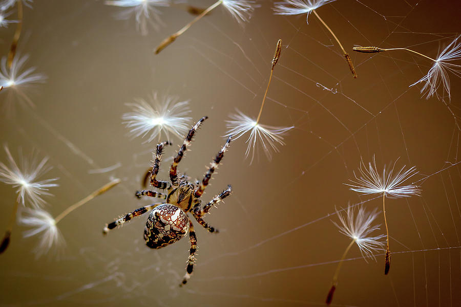 Spider Photograph - The Flies Are Finished. Only Dandelions Salad Left. by Dmitry Skvortsov