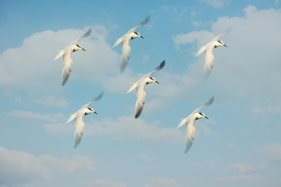 Seagull Photograph - The Flight by Kim Hojnacki
