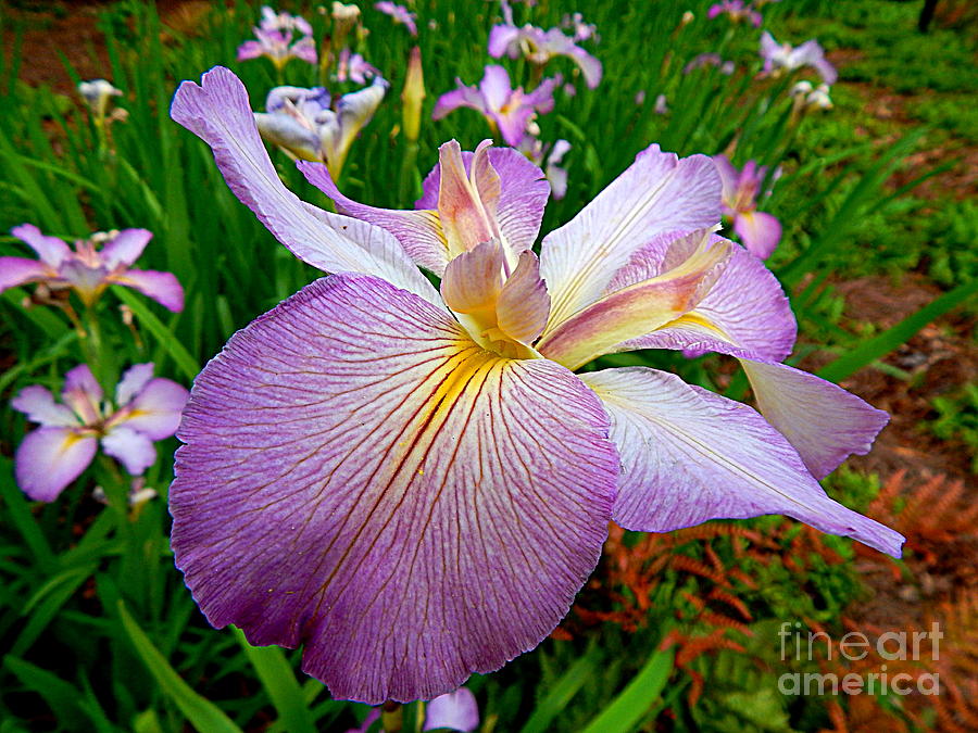 Iris Flight Of Spring Equinox In New Orleans Louisiana  Photograph by Michael Hoard