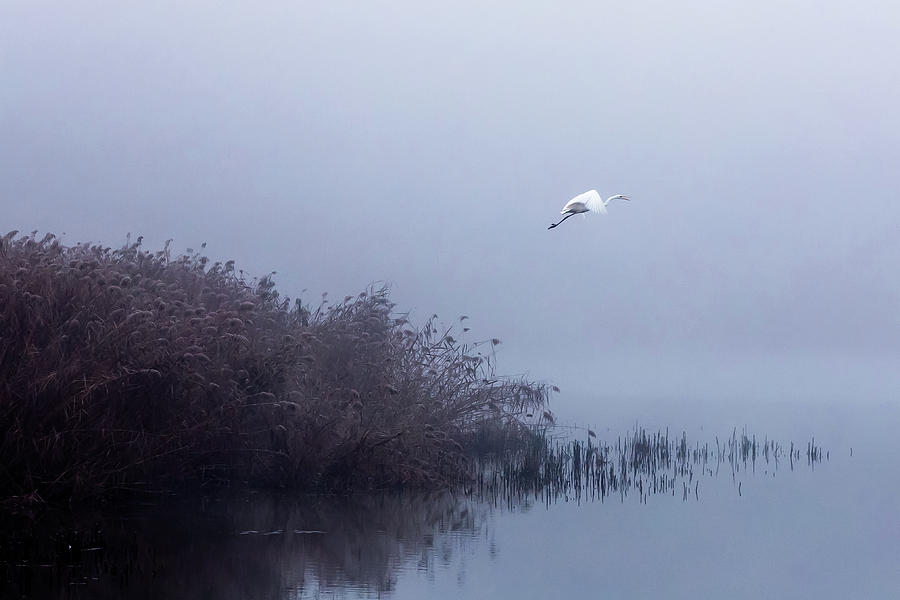 The Flight Of The Egret Photograph by Fran?ois Le Rolland