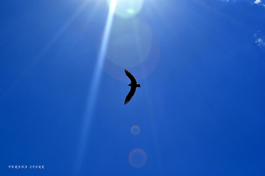 The Flight of the Turkey Vulture Photograph by Verana Stark
