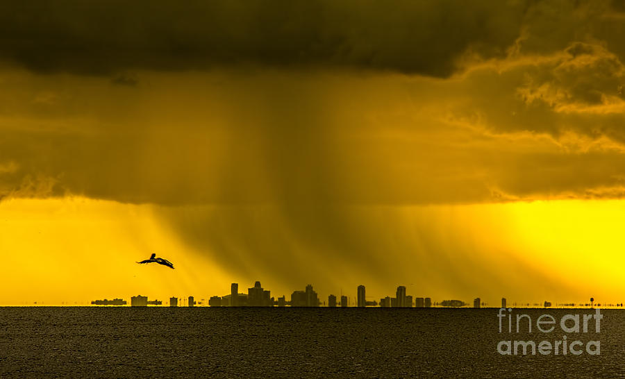 Bird Photograph - The Floating City  by Marvin Spates