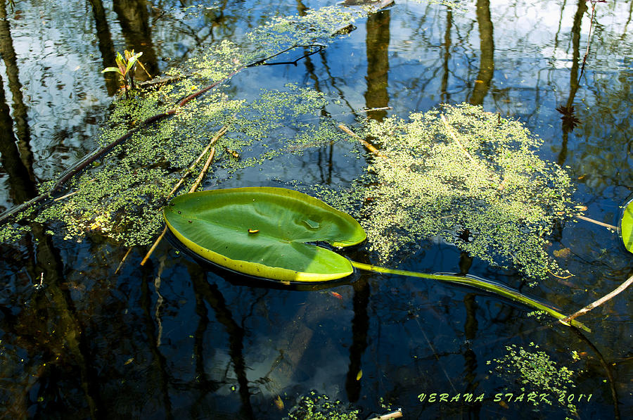 Nature Photograph - The Floating Leaf of a Water Lily by Verana Stark