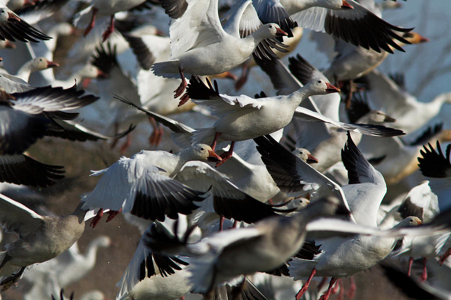 The Flock Photograph by Mircea Costina Photography - Fine Art America