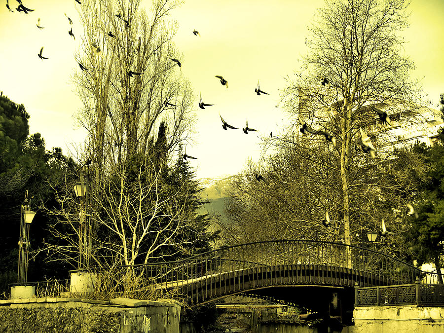 Bridge Photograph - The Flock Near Bridge  by Rick Todaro