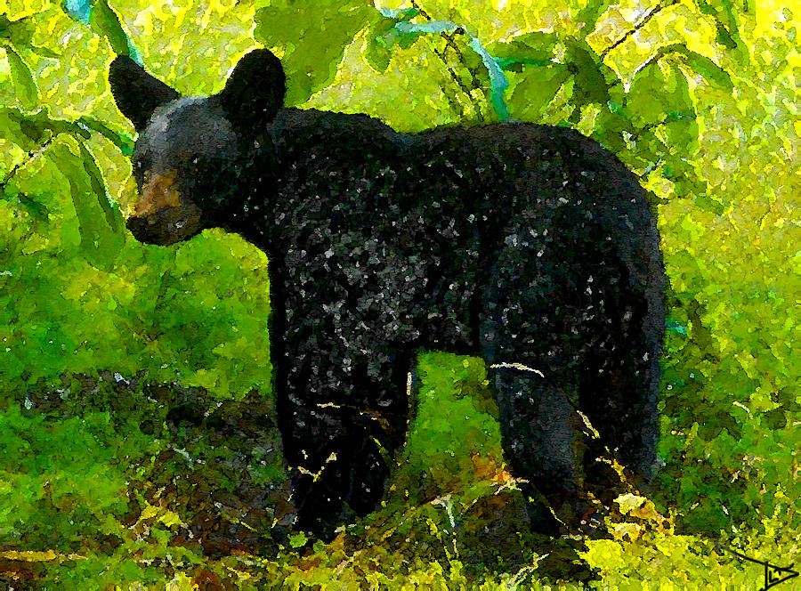 The Florida Black Bear Painting by David Lee Thompson