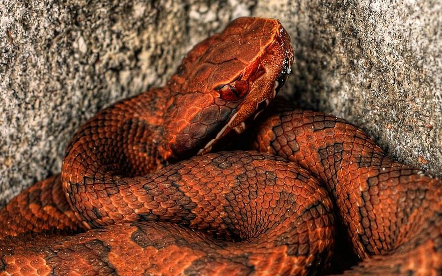 Viper Photograph - The Florida Cottonmouth by JC Findley