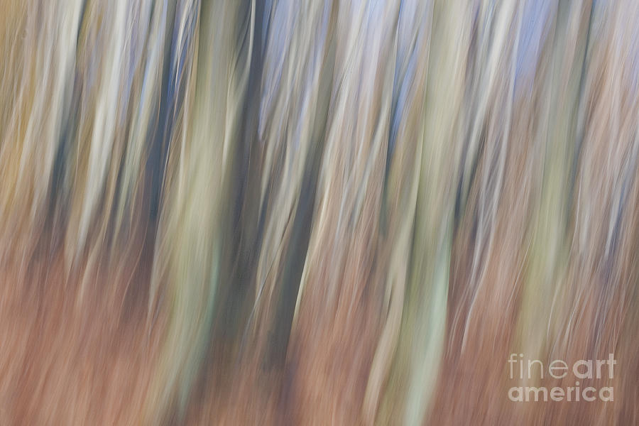 Tree Photograph - The flow of light V by Maria Ismanah Schulze-Vorberg