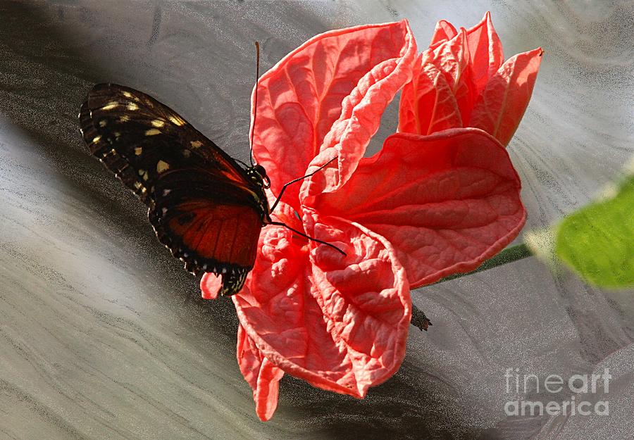 The Flower and the Butterfly Photograph by Elizabeth Winter