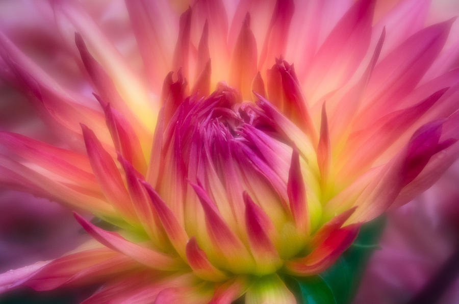 The Flower Bloometh Photograph by Greg Nyquist