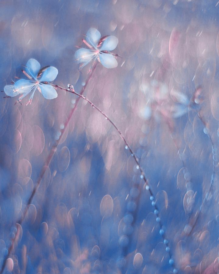 Flower Photograph - The Flower Duet by Delphine Devos