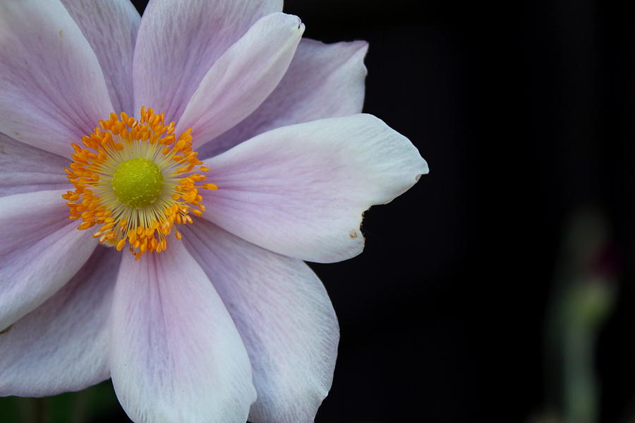 The Flower Photograph By Evan Hendrickson - Fine Art America