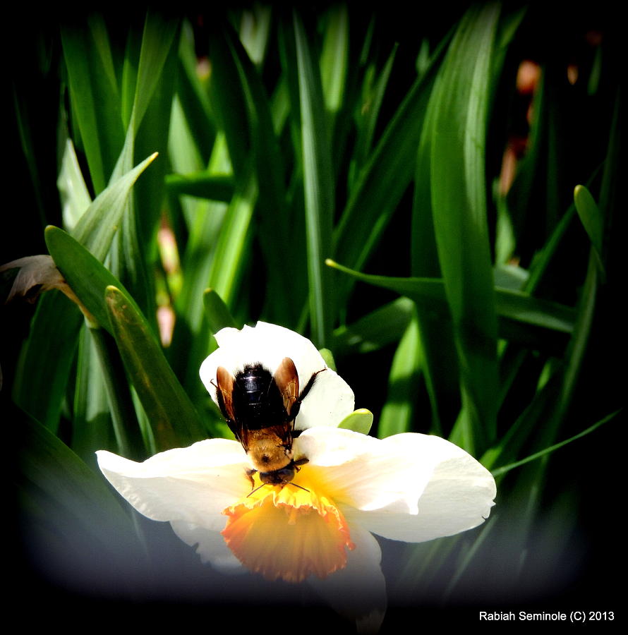 The Flower the bee and me Photograph by Rabiah Seminole