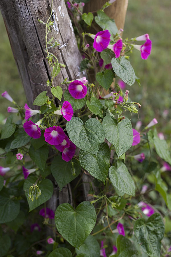 The Flowering Vine Photograph by Amber Kresge