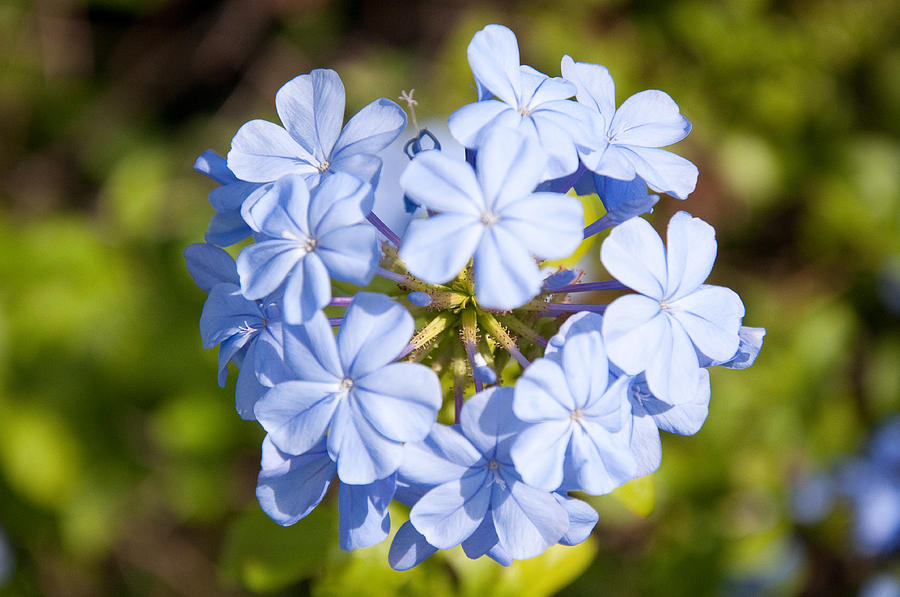 The Flowers by Antonio Guerrero