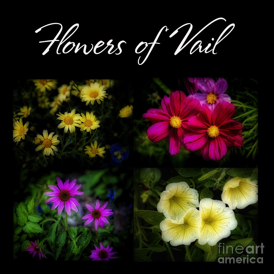 The Flowers of Vail Photograph by Jon Burch Photography