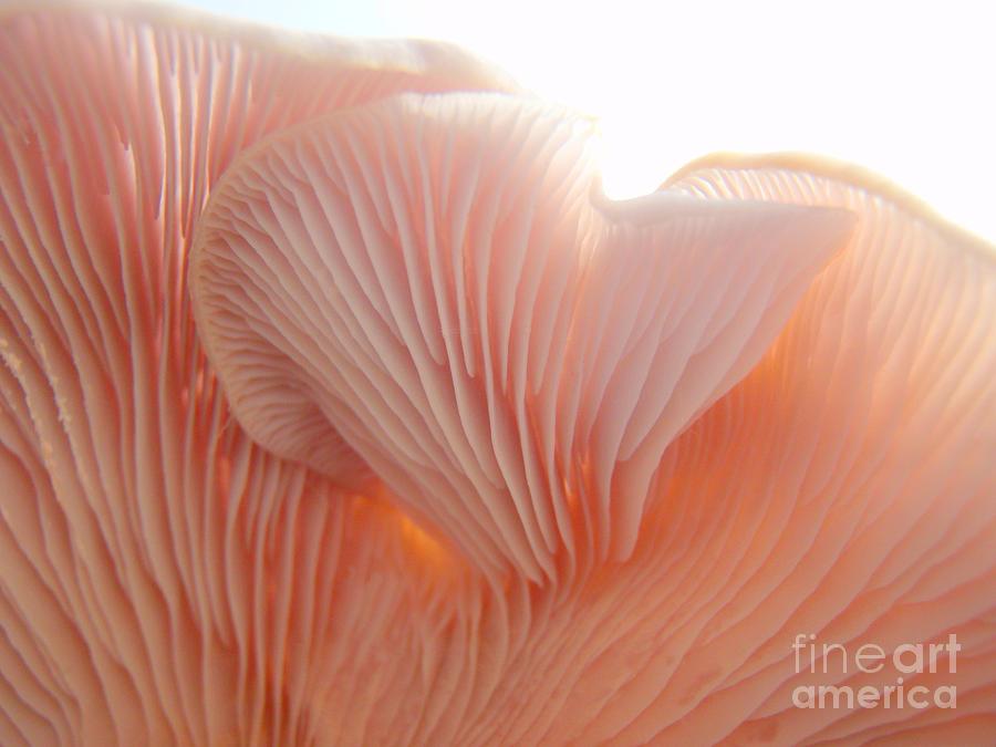 Mushroom Photograph - The Flukes of a Toadstool by Mary Deal