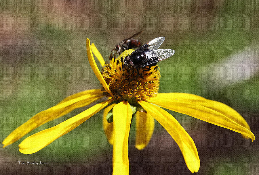 The Fly And The Flower With Other Flowers Reflected In The Flys Eye Photograph by Tom Janca