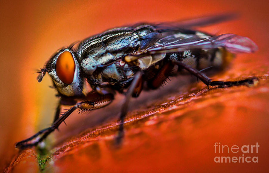 The Fly Photograph by Dave Bosse