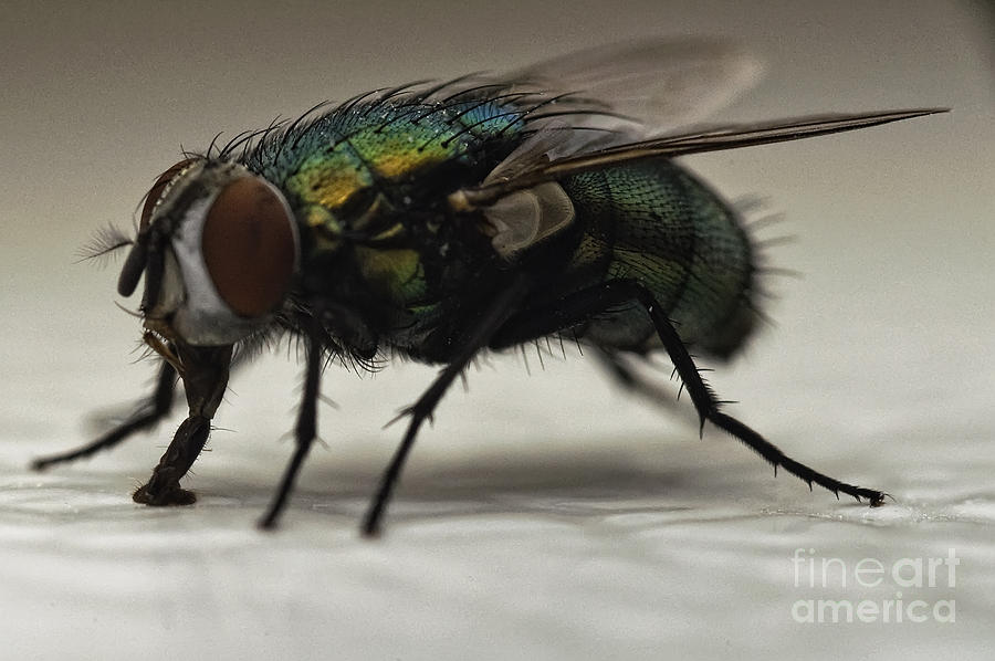 The Fly Macro Photograph by Michael Ver Sprill