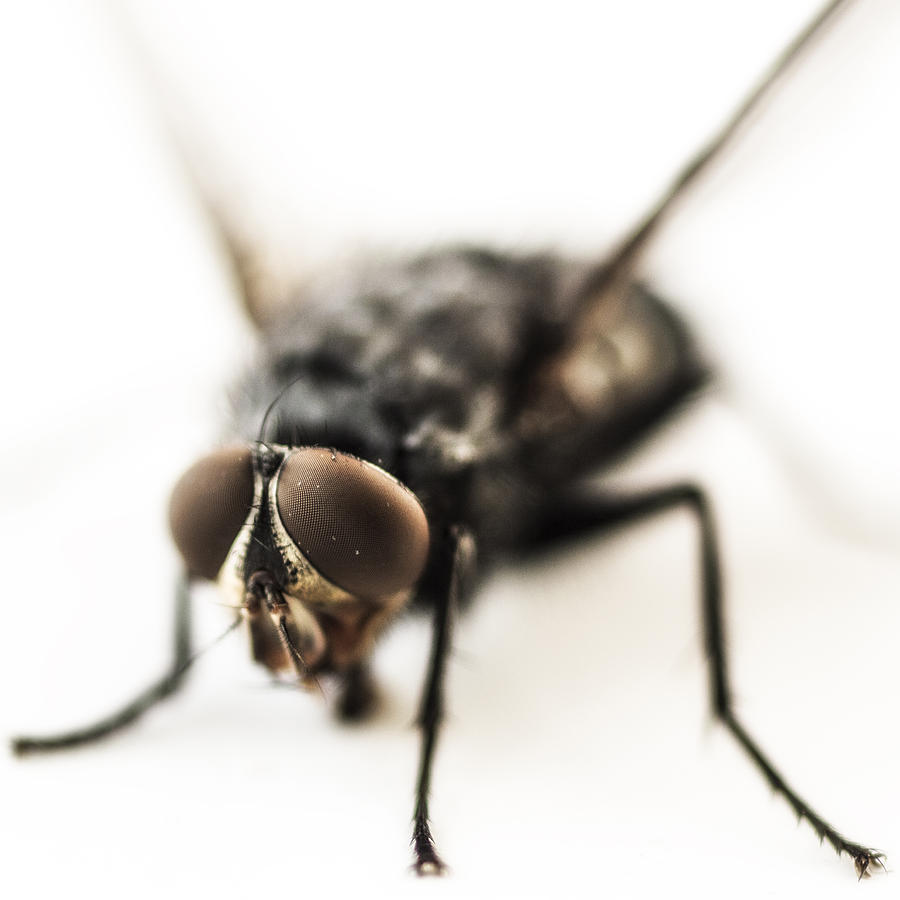 Insects Photograph - The Fly by Marco Oliveira