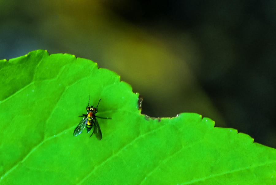 Insects Photograph - The Fly by Marvin Spates