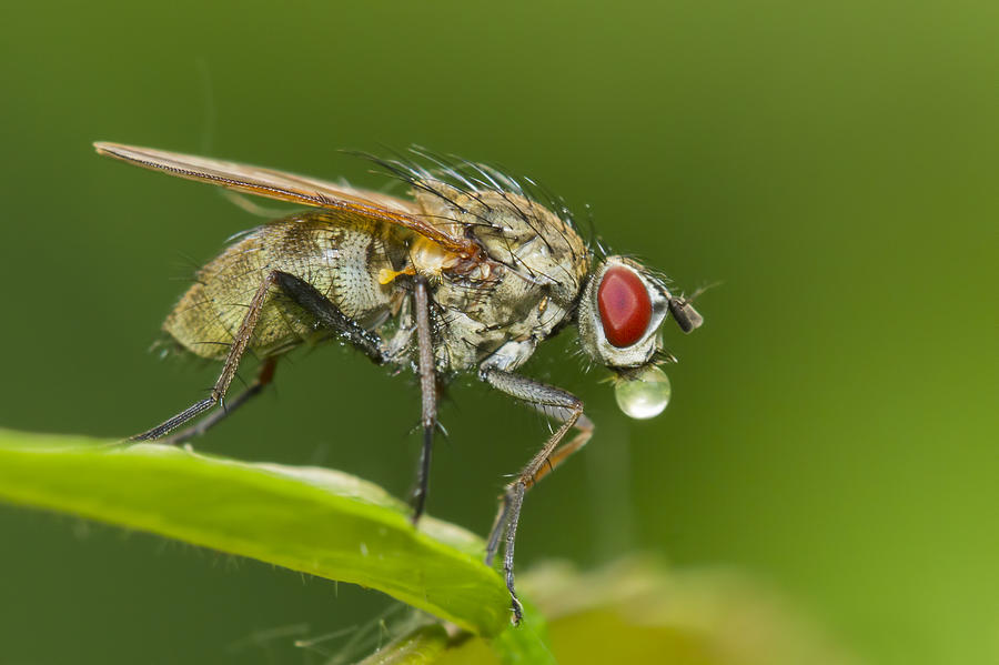 The fly Photograph by Mircea Costina Photography