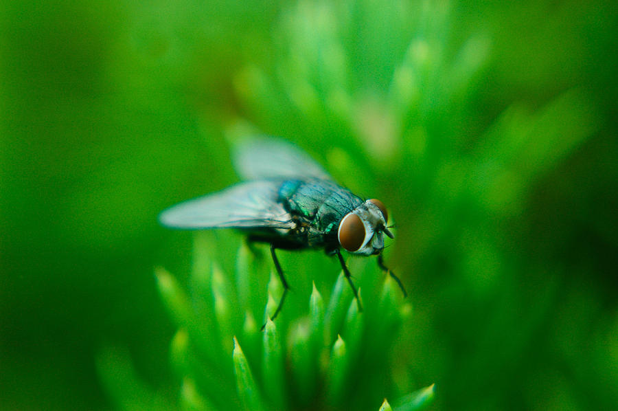 Nature Photograph - The Fly by Rhonda Barrett