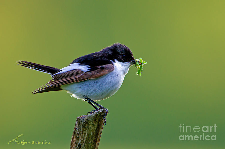 The Flycatcher Photograph by Torbjorn Swenelius